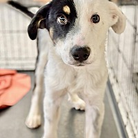 adopt-pet