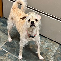 adopt-pet
